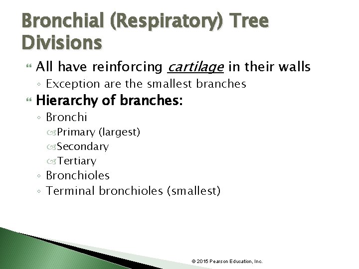 Bronchial (Respiratory) Tree Divisions All have reinforcing cartilage in their walls ◦ Exception are