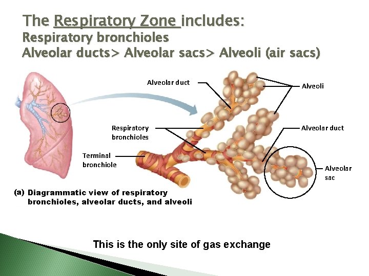 The Respiratory Zone includes: Respiratory bronchioles Alveolar ducts> Alveolar sacs> Alveoli (air sacs) Alveolar