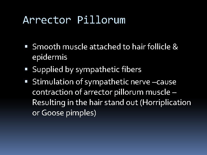 Arrector Pillorum Smooth muscle attached to hair follicle & epidermis Supplied by sympathetic fibers