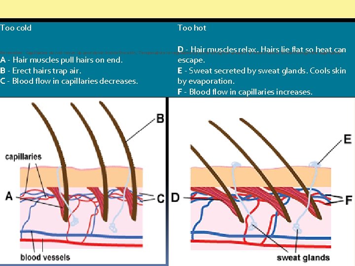  Too cold Too hot D - Hair muscles relax. Hairs lie flat so