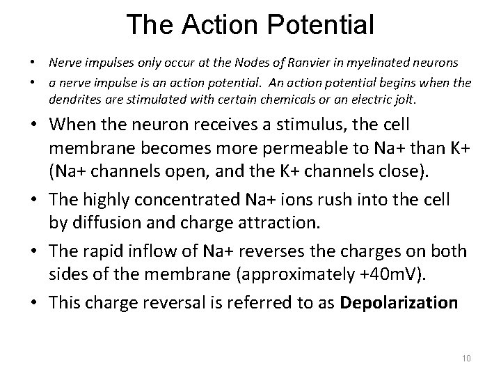 The Action Potential • Nerve impulses only occur at the Nodes of Ranvier in