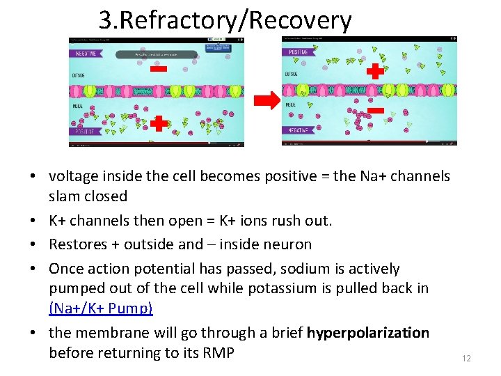 3. Refractory/Recovery • voltage inside the cell becomes positive = the Na+ channels slam
