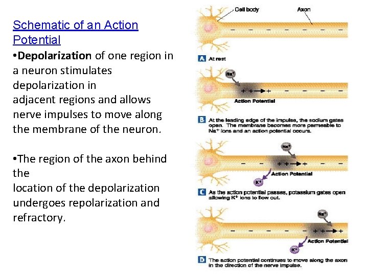 Schematic of an Action Potential • Depolarization of one region in a neuron stimulates