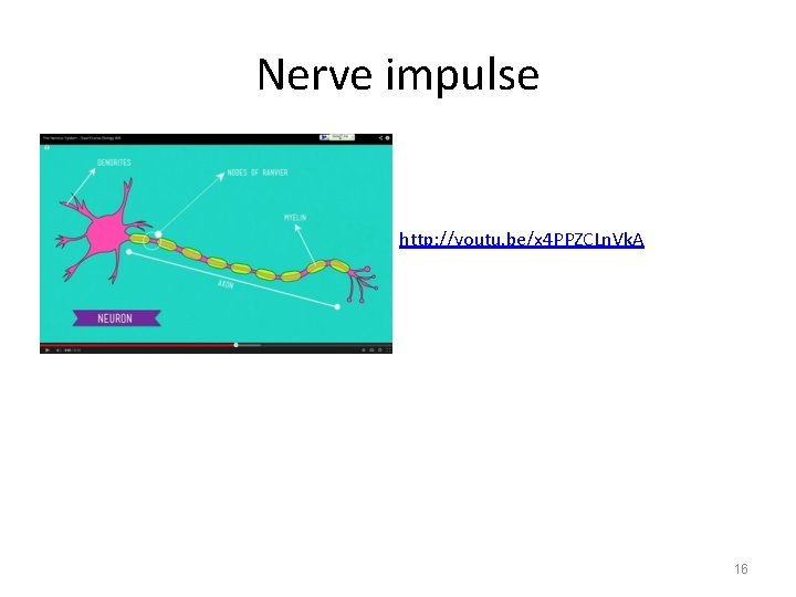 Nerve impulse http: //youtu. be/x 4 PPZCLn. Vk. A 16 