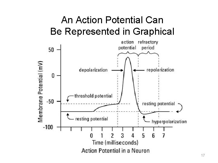 An Action Potential Can Be Represented in Graphical Form 17 