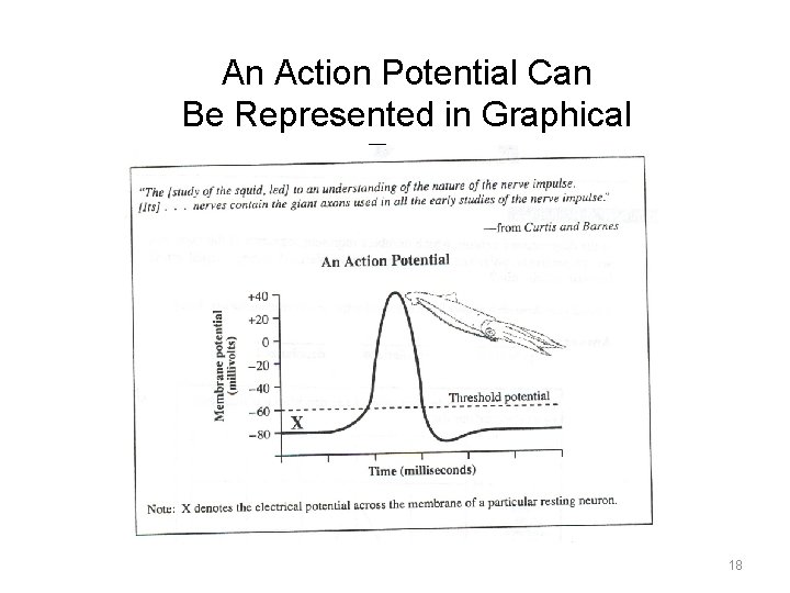 An Action Potential Can Be Represented in Graphical Form 18 