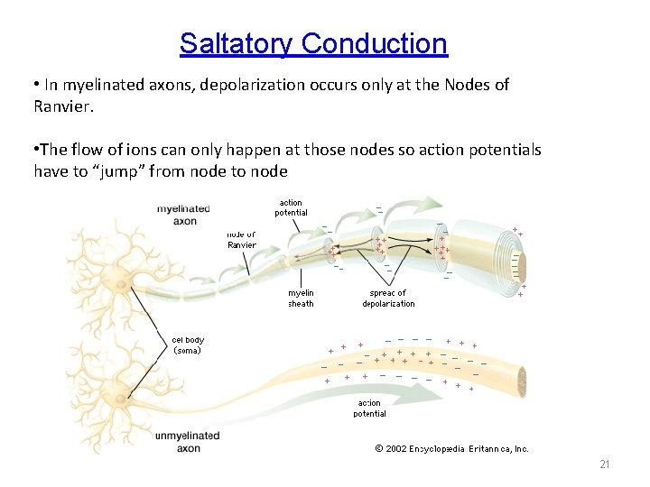 Saltatory Conduction • In myelinated axons, depolarization occurs only at the Nodes of Ranvier.