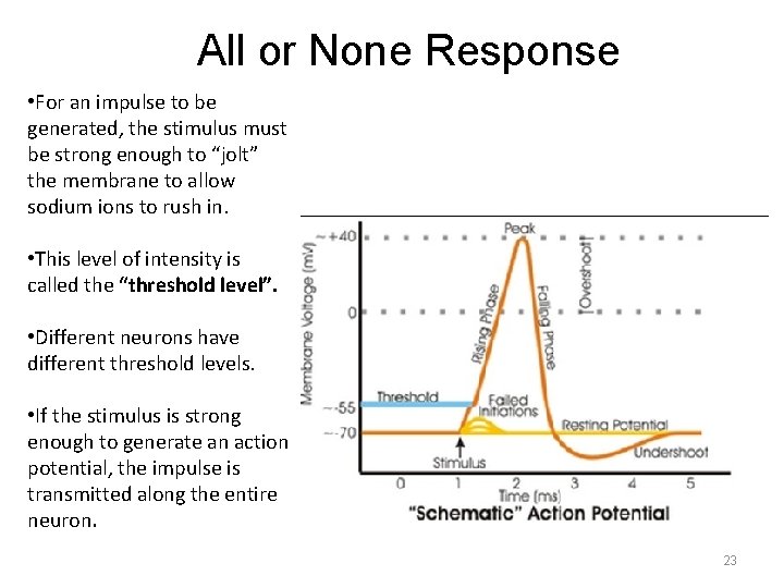 All or None Response • For an impulse to be generated, the stimulus must