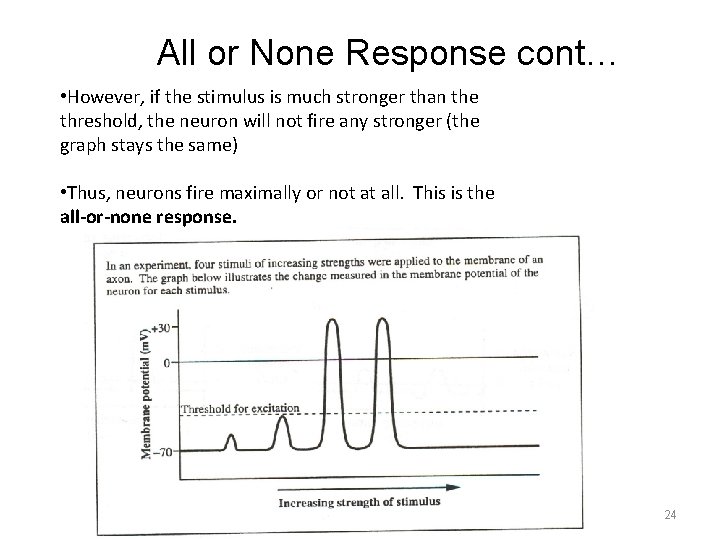 All or None Response cont… • However, if the stimulus is much stronger than