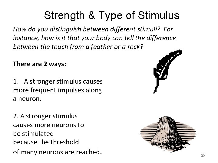 Strength & Type of Stimulus How do you distinguish between different stimuli? For instance,