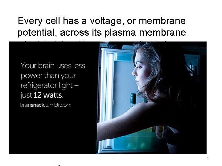 Every cell has a voltage, or membrane potential, across its plasma membrane • •