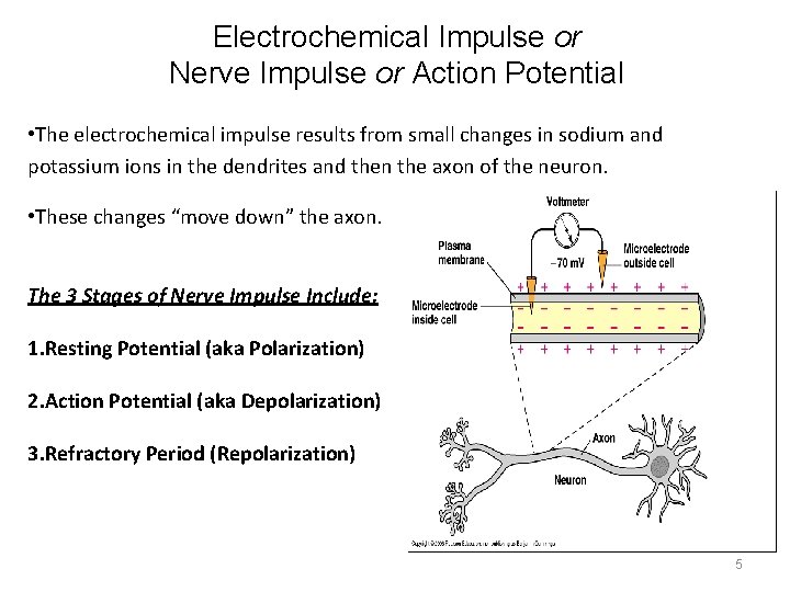 Electrochemical Impulse or Nerve Impulse or Action Potential • The electrochemical impulse results from