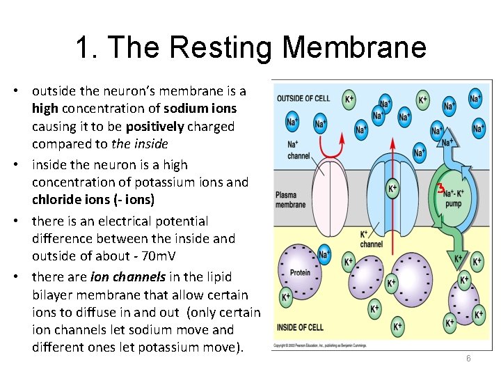 1. The Resting Membrane • outside the neuron’s membrane is a high concentration of