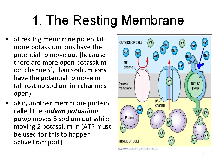 1. The Resting Membrane • at resting membrane potential, more potassium ions have the