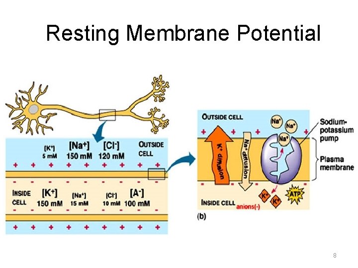 Resting Membrane Potential 8 