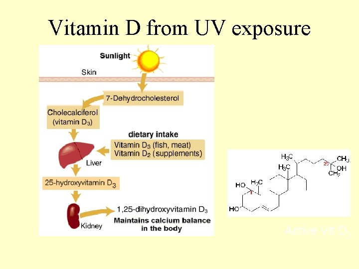 Vitamin D from UV exposure Active Vit D 3 