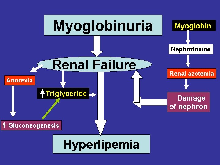 Myoglobinuria Myoglobin Nephrotoxine Renal Failure Renal azotemia Anorexia Triglyceride Gluconeogenesis Hyperlipemia Damage of nephron
