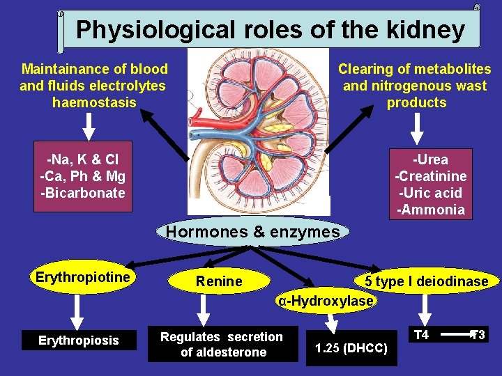 Physiological roles of the kidney Maintainance of blood and fluids electrolytes haemostasis Clearing of