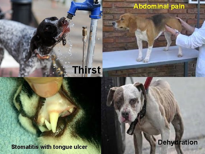 Abdominal pain Thirst Stomatitis with tongue ulcer Dehydration 