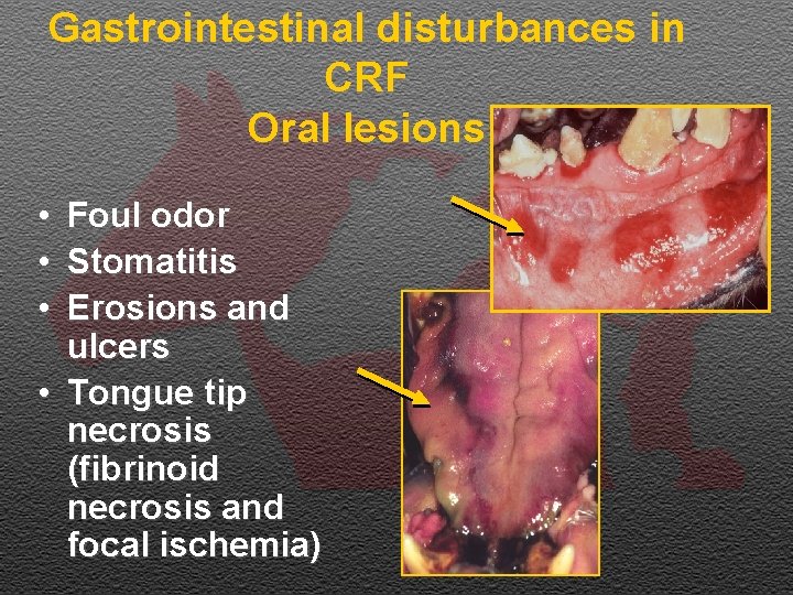 Gastrointestinal disturbances in CRF Oral lesions • • • Foul odor Stomatitis Erosions and