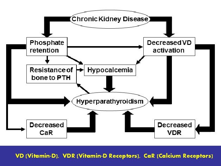 VD (Vitamin-D), VDR (Vitamin-D Receptors), Ca. R (Calcium Receptors) 