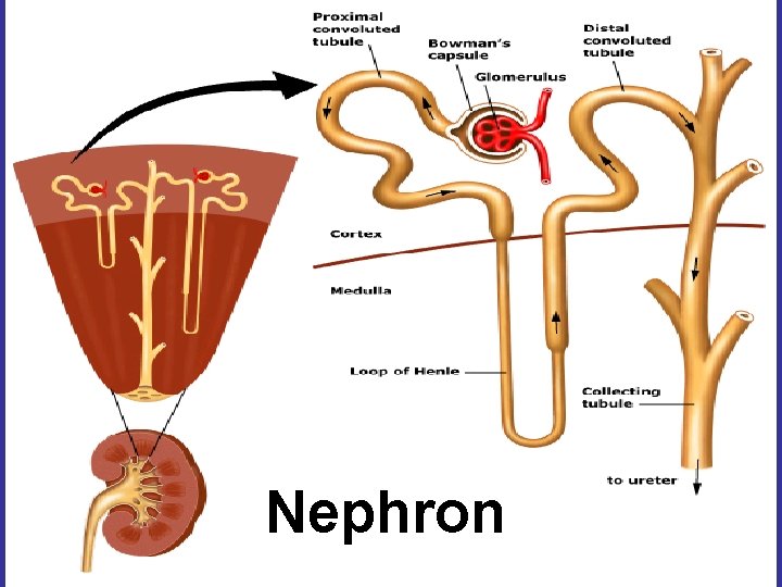 Nephron 