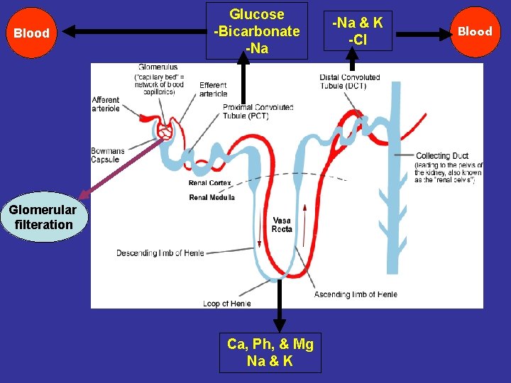 Blood Glucose -Bicarbonate -Na Glomerular filteration Ca, Ph, & Mg Na & K -Cl