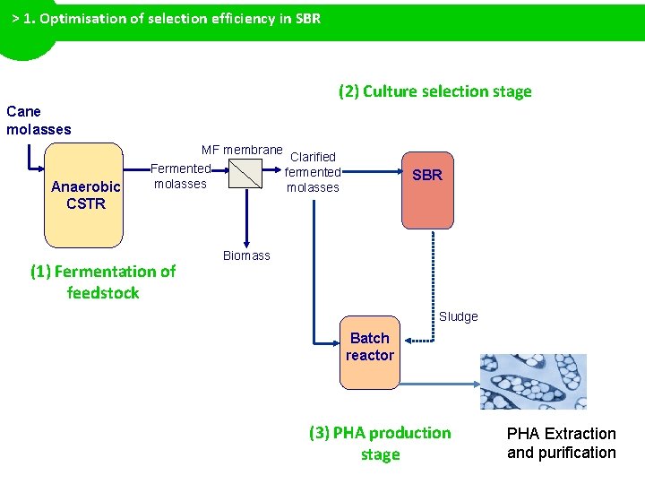 > 1. Optimisation of selection efficiency in SBR (2) Culture selection stage Cane molasses