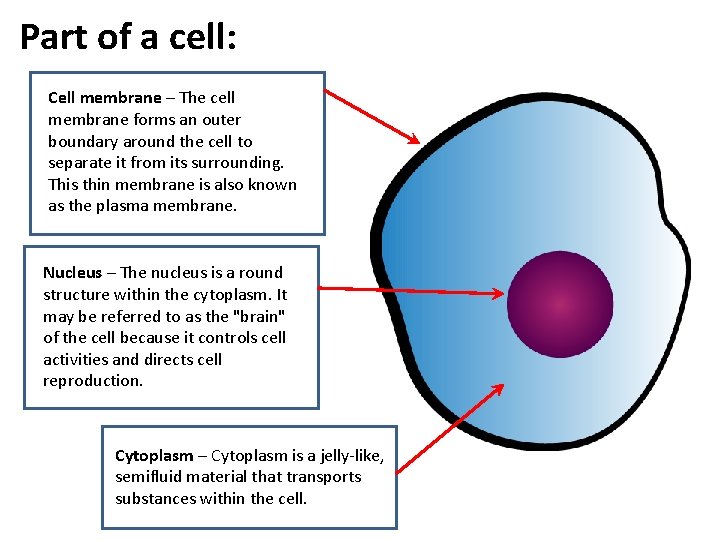 Part of a cell: Cell membrane – The cell membrane forms an outer boundary