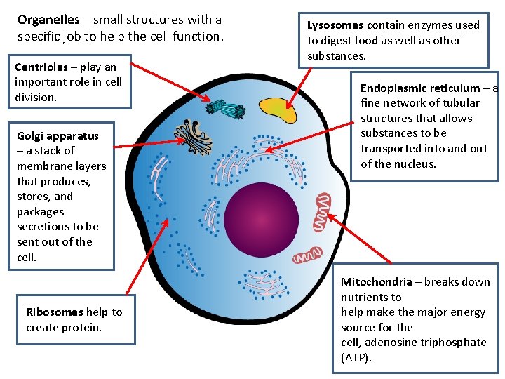 Organelles – small structures with a specific job to help the cell function. Centrioles