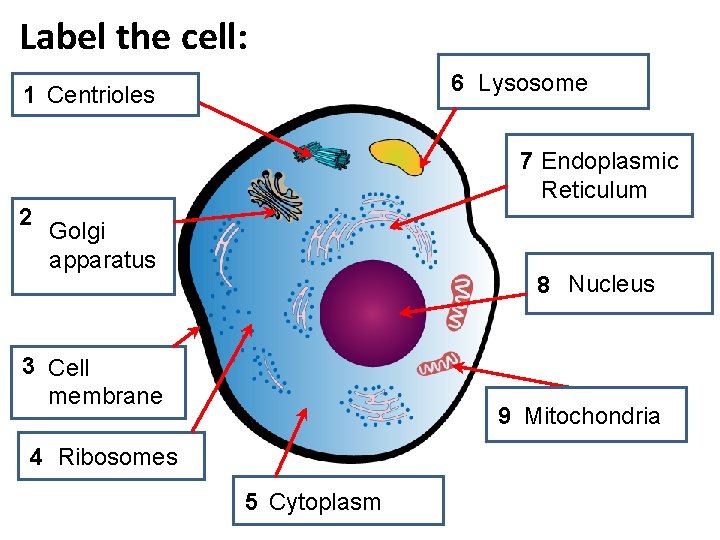 Label the cell: 6 Lysosome 1 Centrioles 7 Endoplasmic Reticulum 2 Golgi apparatus 8