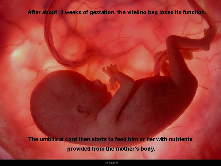 After about 8 weeks of gestation, the vitelino bag loses its function. The umbilical