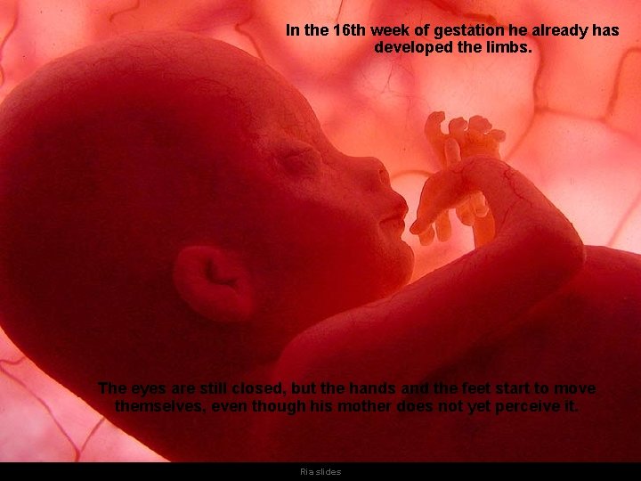 In the 16 th week of gestation he already has developed the limbs. The