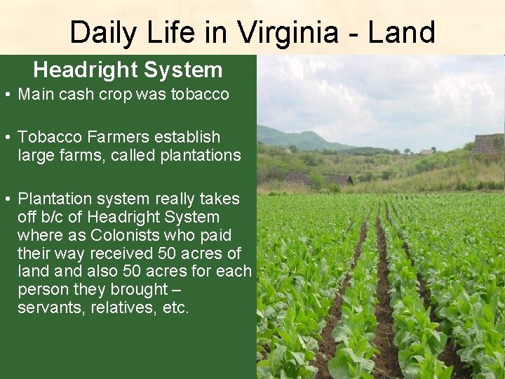 Daily Life in Virginia - Land Headright System • Main cash crop was tobacco