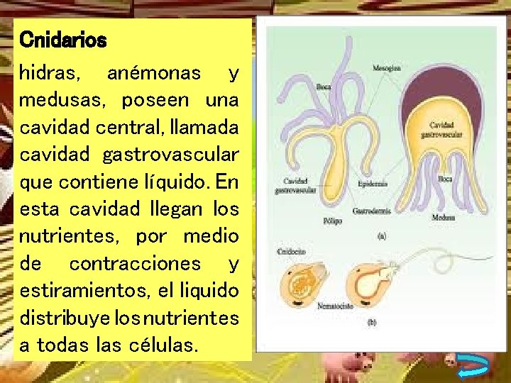 Cnidarios hidras, anémonas y medusas, poseen una cavidad central, llamada cavidad gastrovascular que contiene