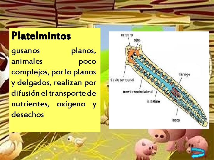 Platelmintos gusanos planos, animales poco complejos, por lo planos y delgados, realizan por difusión