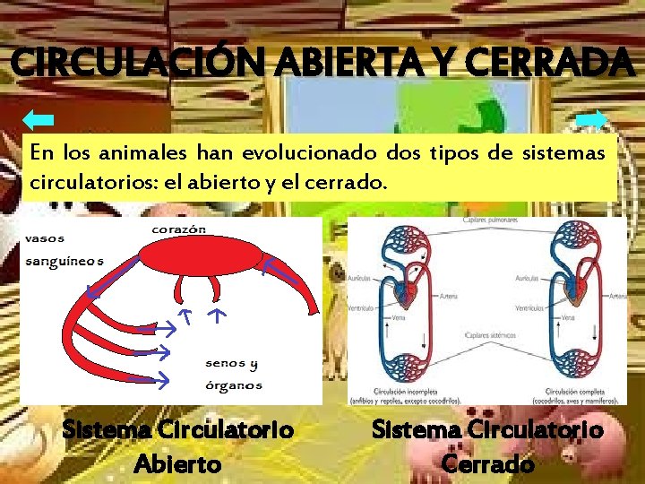 CIRCULACIÓN ABIERTA Y CERRADA En los animales han evolucionado dos tipos de sistemas circulatorios: