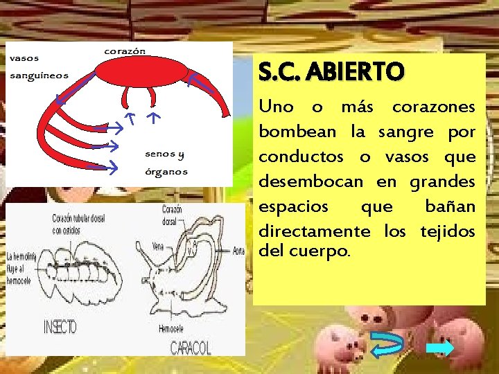 S. C. ABIERTO Uno o más corazones bombean la sangre por conductos o vasos