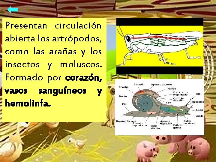 Presentan circulación abierta los artrópodos, como las arañas y los insectos y moluscos. Formado