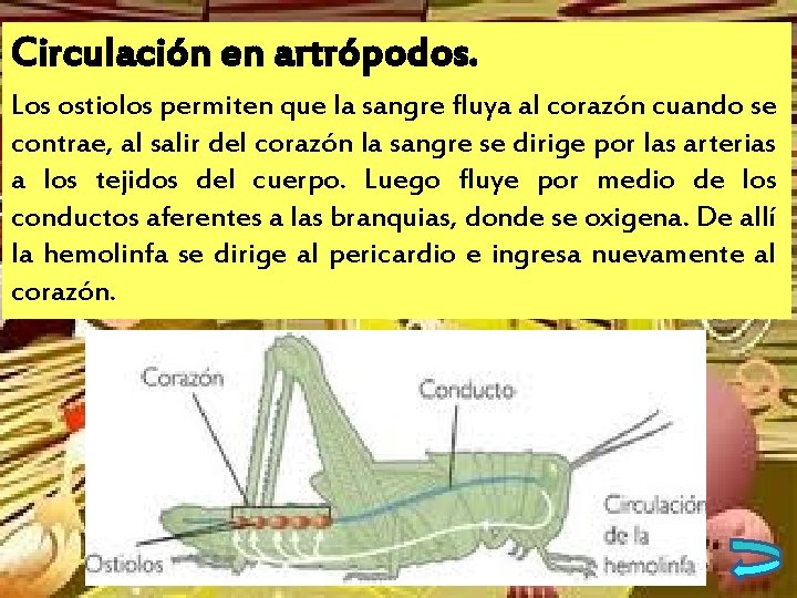 Circulación en artrópodos. Los ostiolos permiten que la sangre fluya al corazón cuando se