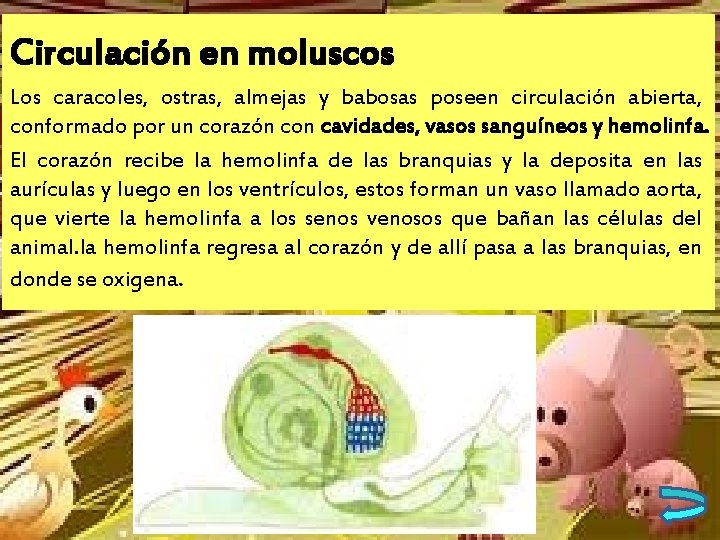 Circulación en moluscos Los caracoles, ostras, almejas y babosas poseen circulación abierta, conformado por