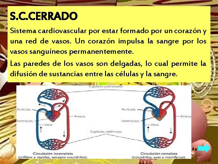 S. C. CERRADO Sistema cardiovascular por estar formado por un corazón y una red