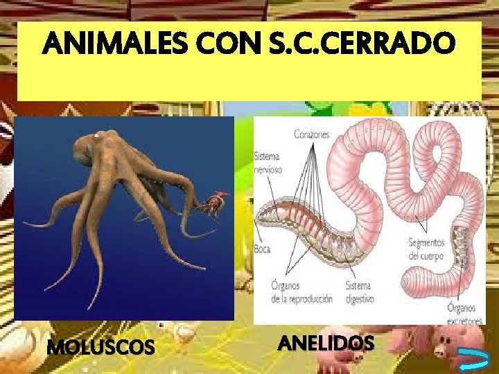 ANIMALES CON S. C. CERRADO MOLUSCOS ANELIDOS 