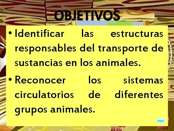 OBJETIVOS • Identificar las estructuras responsables del transporte de sustancias en los animales. •
