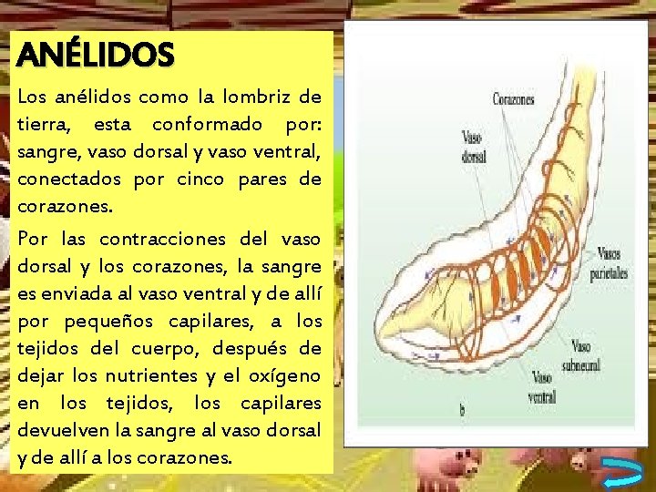 ANÉLIDOS Los anélidos como la lombriz de tierra, esta conformado por: sangre, vaso dorsal