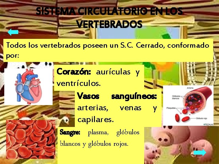 SISTEMA CIRCULATORIO EN LOS VERTEBRADOS Todos los vertebrados poseen un S. C. Cerrado, conformado