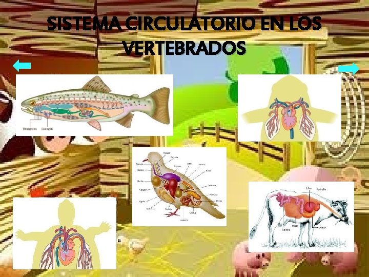 SISTEMA CIRCULATORIO EN LOS VERTEBRADOS 