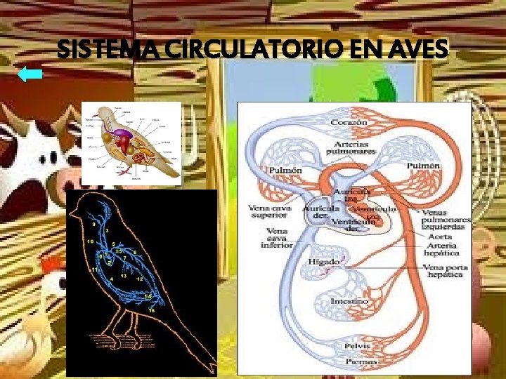 SISTEMA CIRCULATORIO EN AVES 