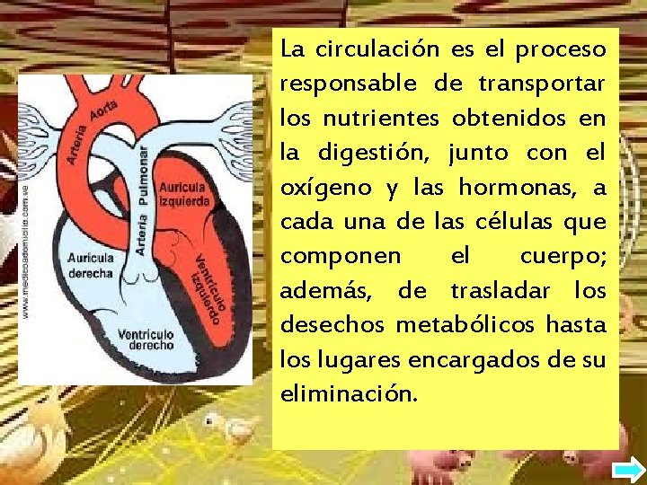 La circulación es el proceso responsable de transportar los nutrientes obtenidos en la digestión,