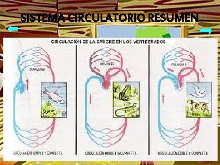 SISTEMA CIRCULATORIO RESUMEN 